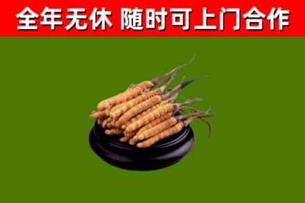 南宁回收冬虫夏草